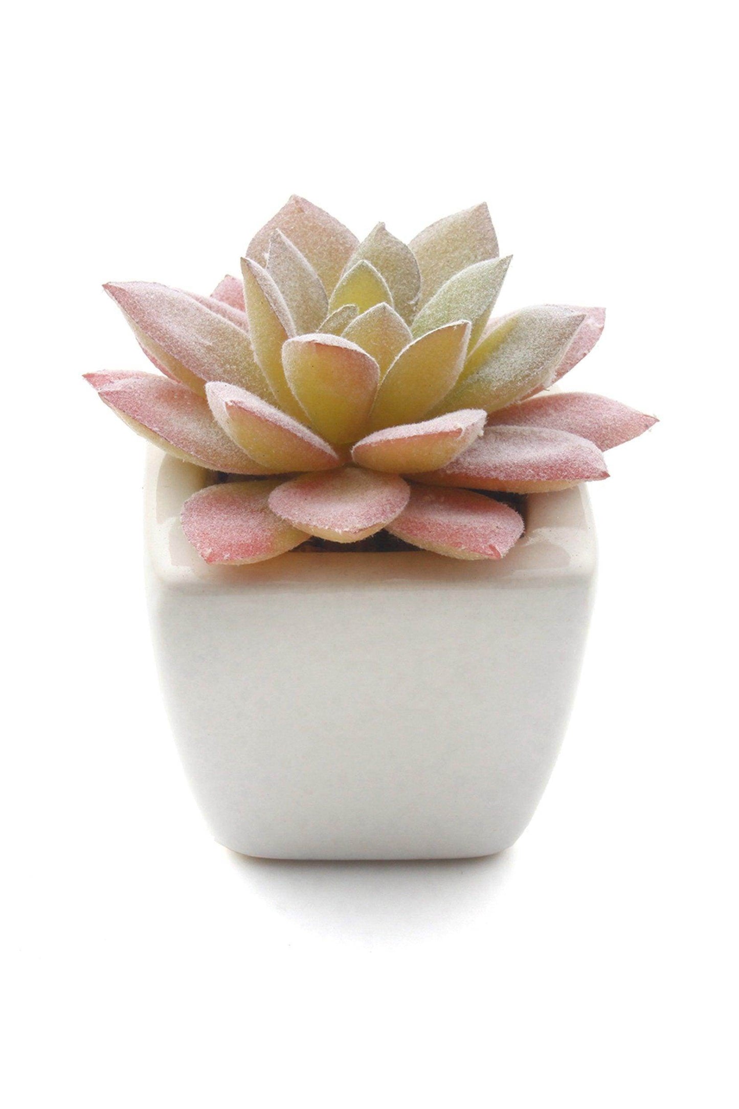 Lifelike Succulent Plant Decor-6 Assortment Pack CGF0197 (Set of 1 pcs) - COCOMELODY