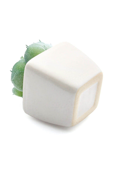 Lifelike Succulent Plant Decor-6 Assortment Pack CGF0197 (Set of 1 pcs) - COCOMELODY