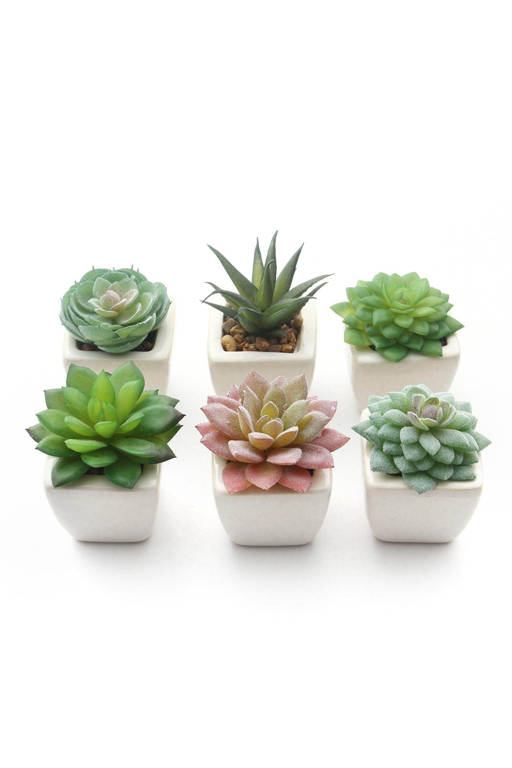 Lifelike Succulent Plant Decor-6 Assortment Pack CGF0197 (Set of 1 pcs) - COCOMELODY
