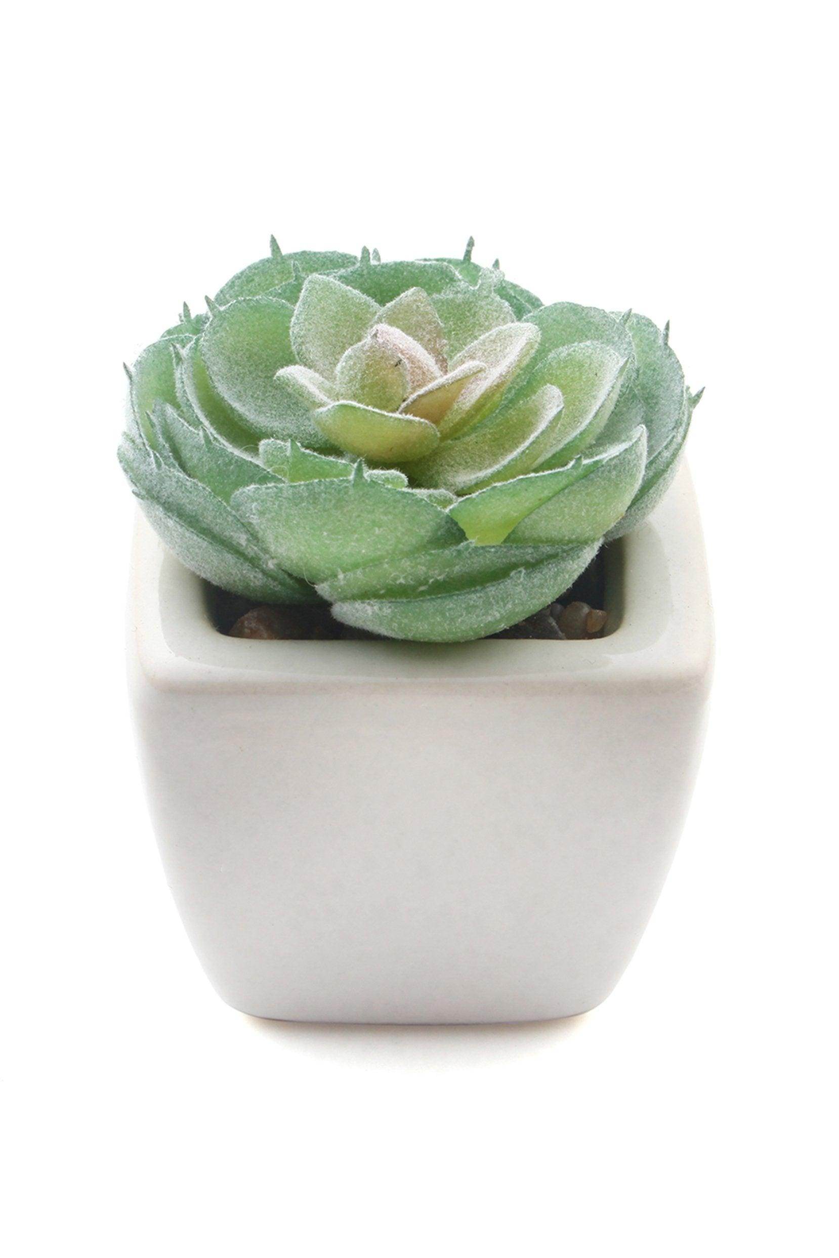 Lifelike Succulent Plant Decor-6 Assortment Pack CGF0197 (Set of 1 pcs) - COCOMELODY