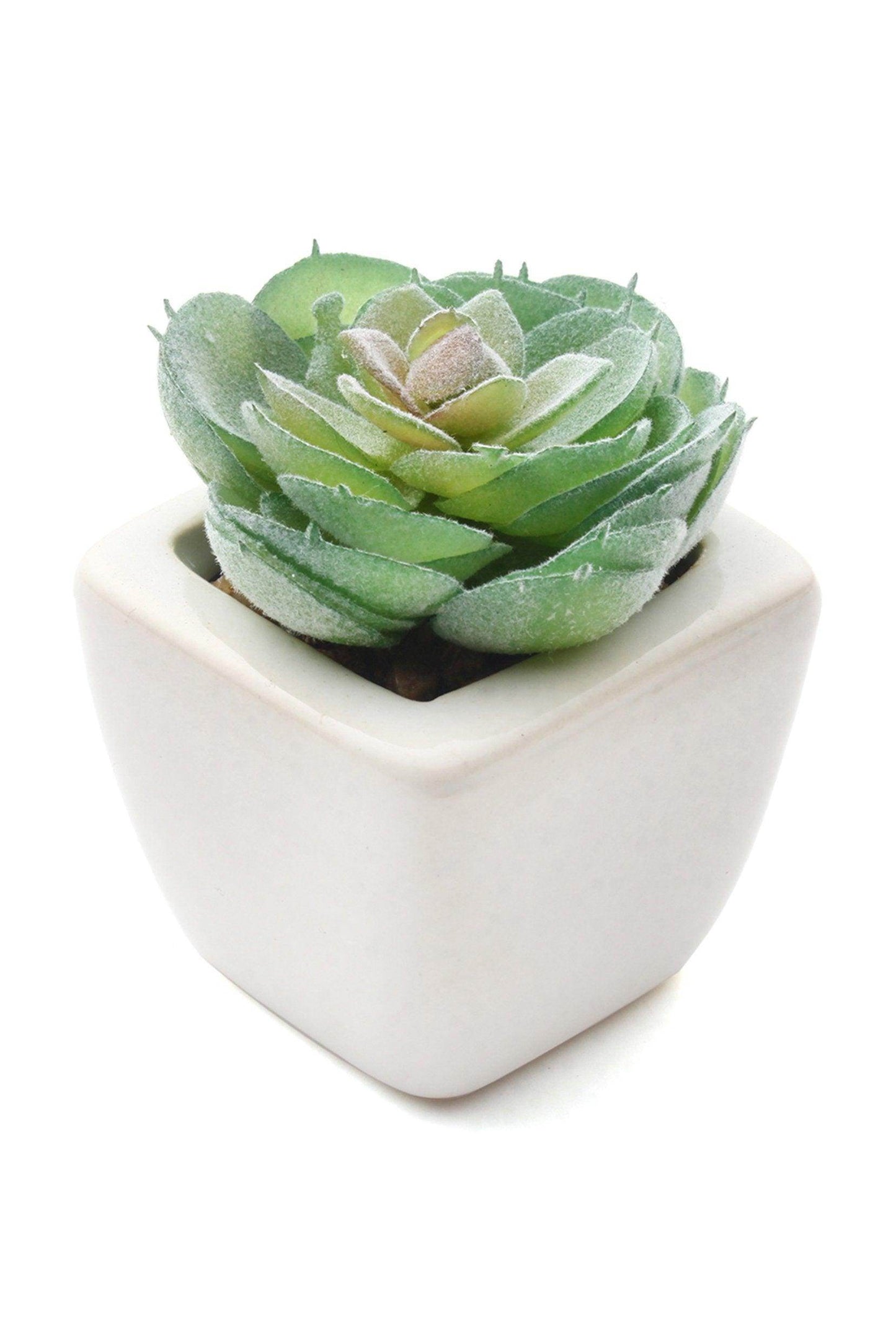 Lifelike Succulent Plant Decor-6 Assortment Pack CGF0197 (Set of 1 pcs) - COCOMELODY