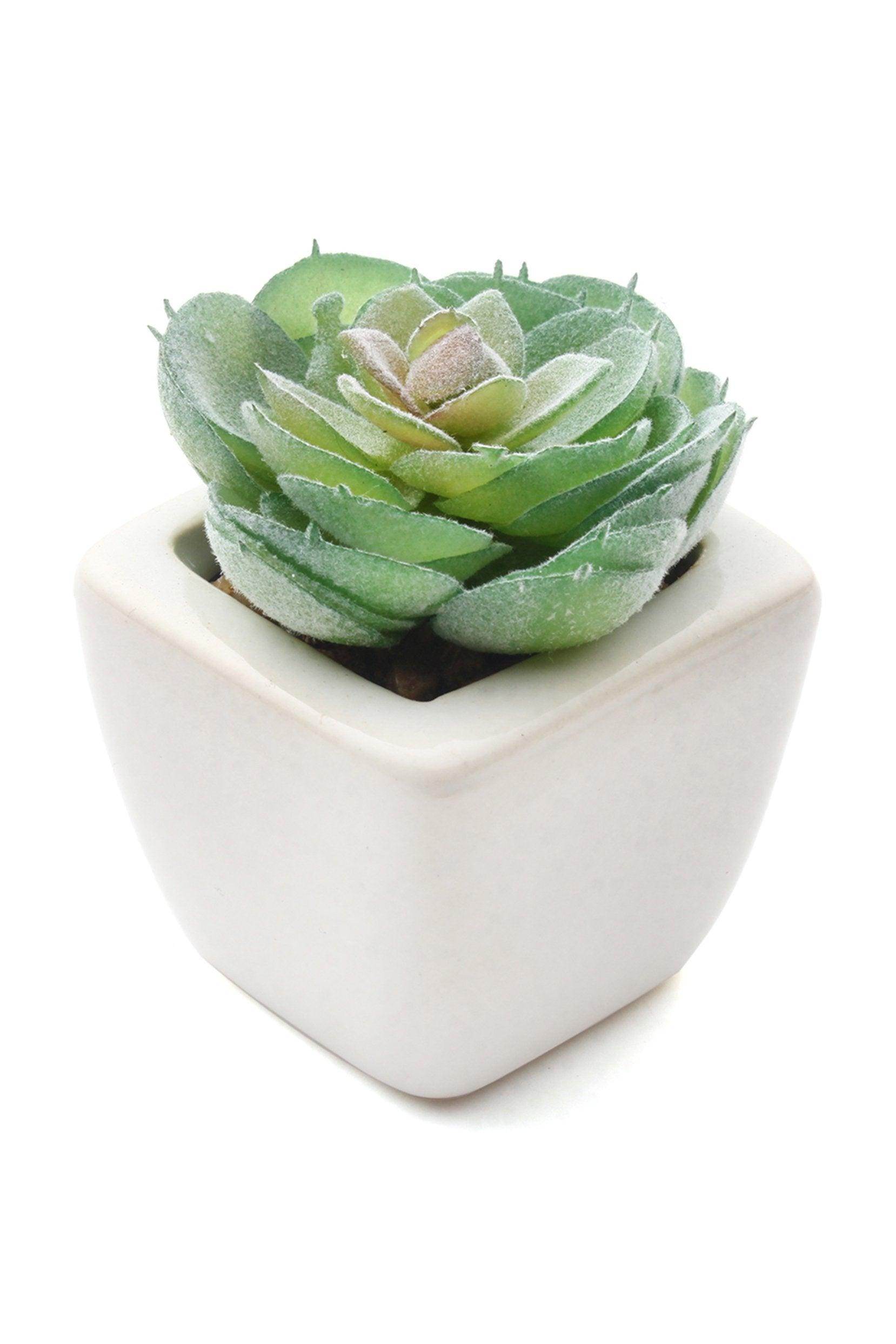 Lifelike Succulent Plant Decor-6 Assortment Pack CGF0197 (Set of 1 pcs) - COCOMELODY