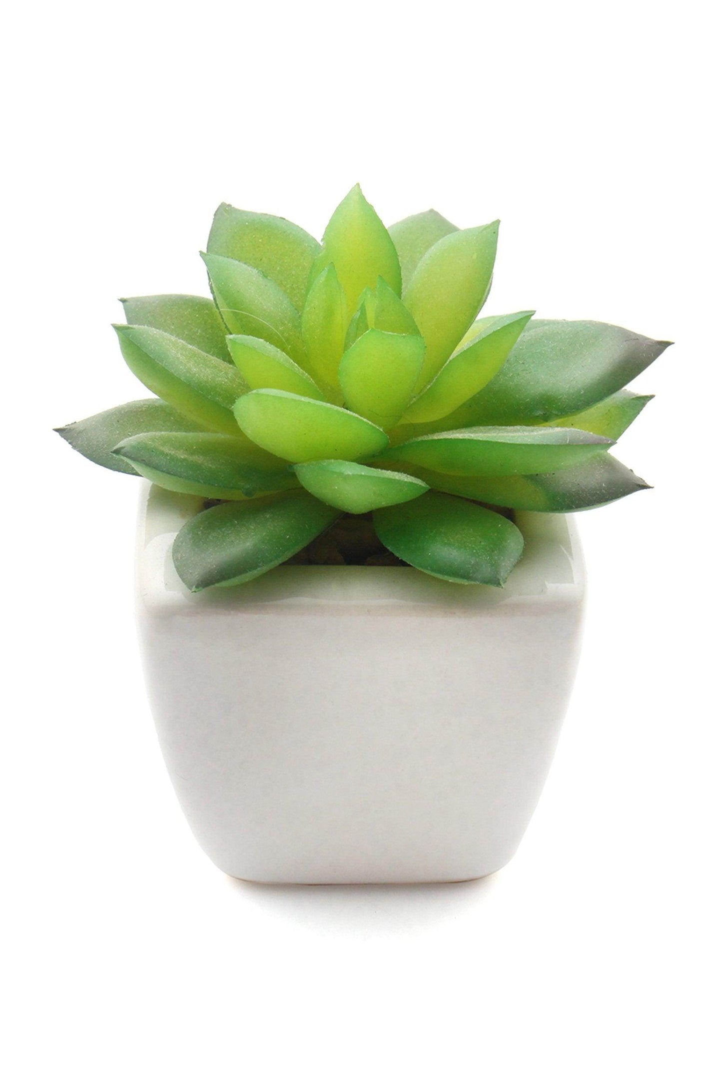Lifelike Succulent Plant Decor-6 Assortment Pack CGF0197 (Set of 1 pcs) - COCOMELODY