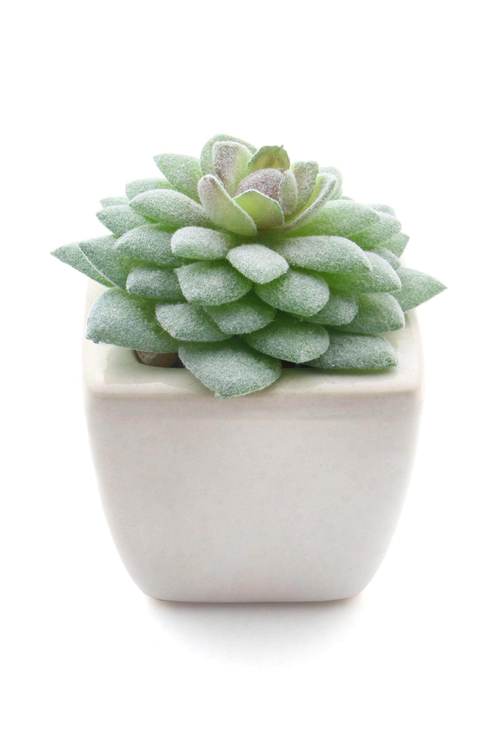 Lifelike Succulent Plant Decor-6 Assortment Pack CGF0197 (Set of 1 pcs) - COCOMELODY