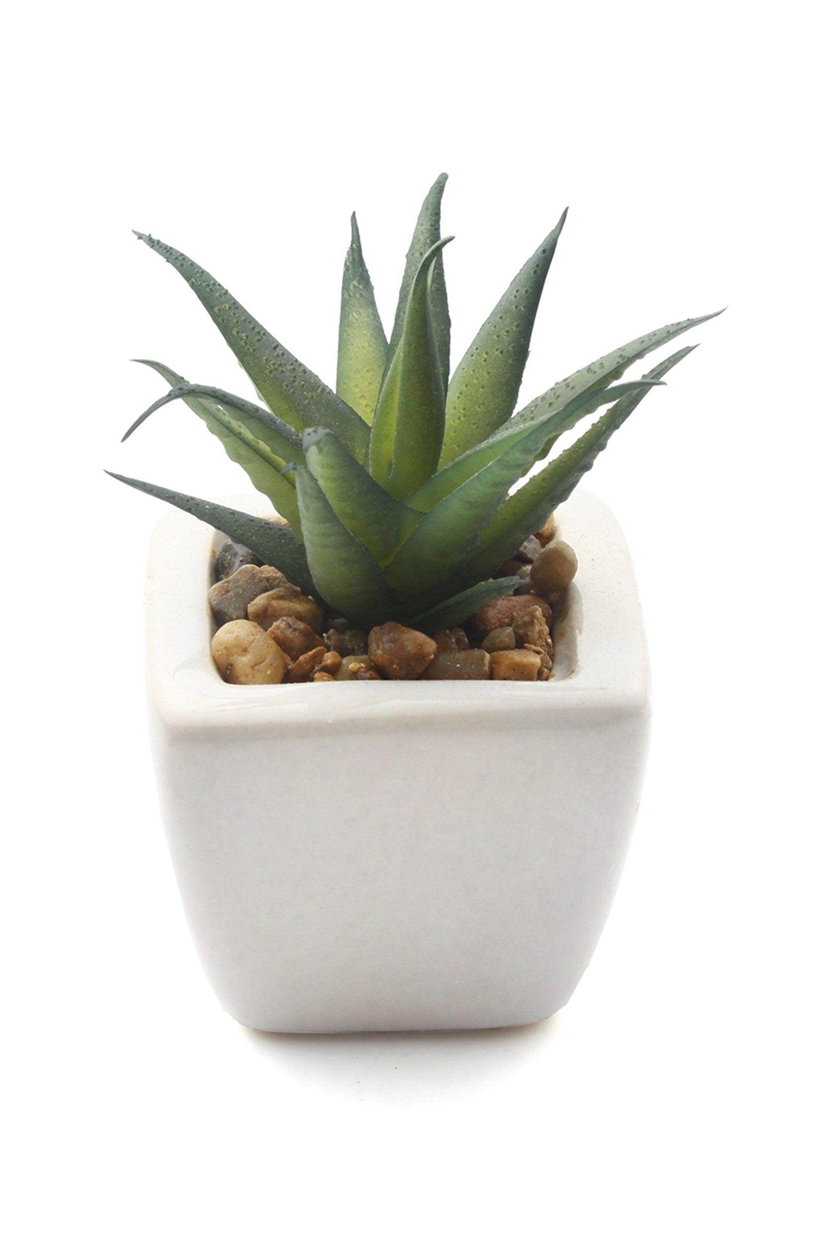 Lifelike Succulent Plant Decor-6 Assortment Pack CGF0197 (Set of 1 pcs) - COCOMELODY