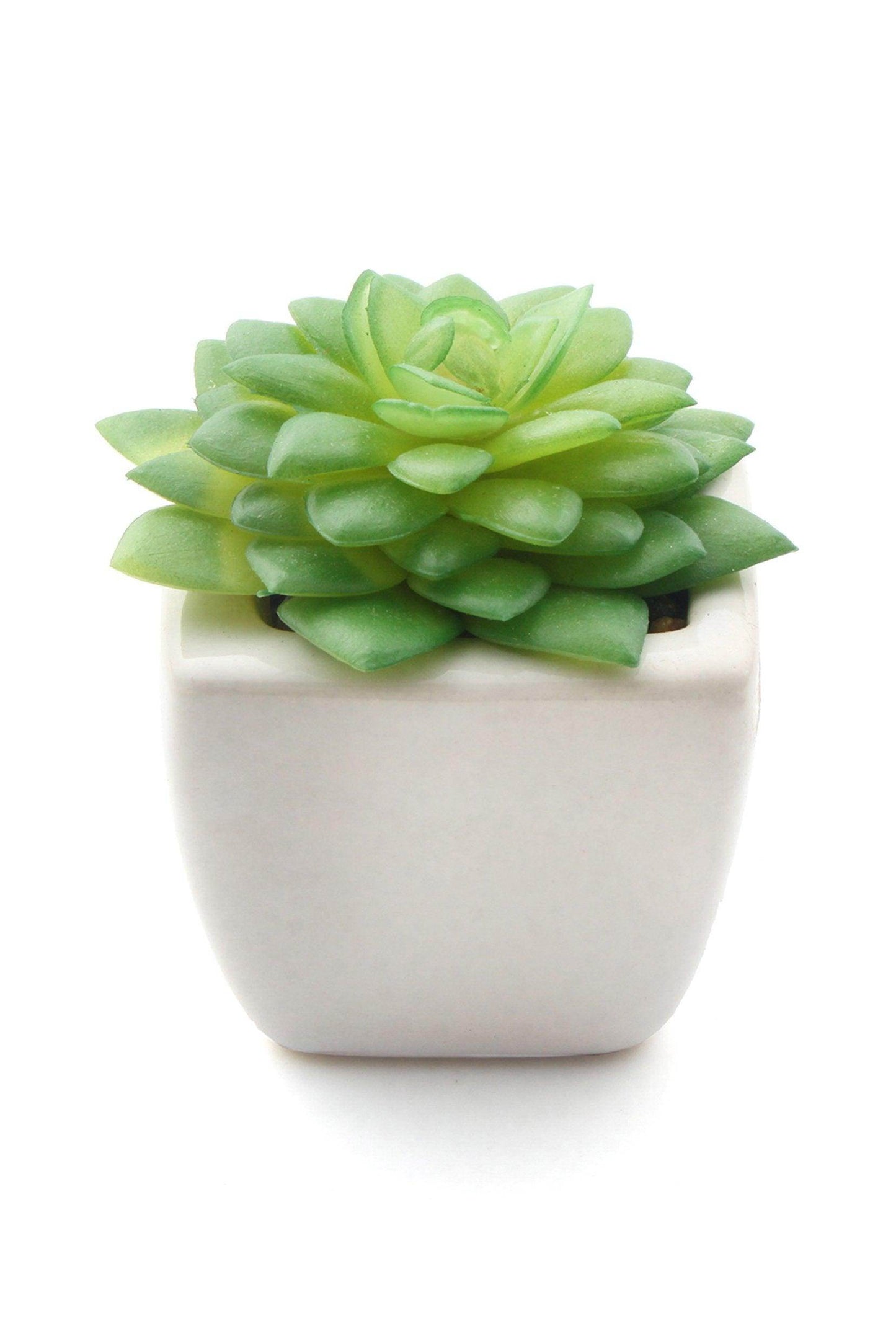 Lifelike Succulent Plant Decor-6 Assortment Pack CGF0197 (Set of 1 pcs) - COCOMELODY