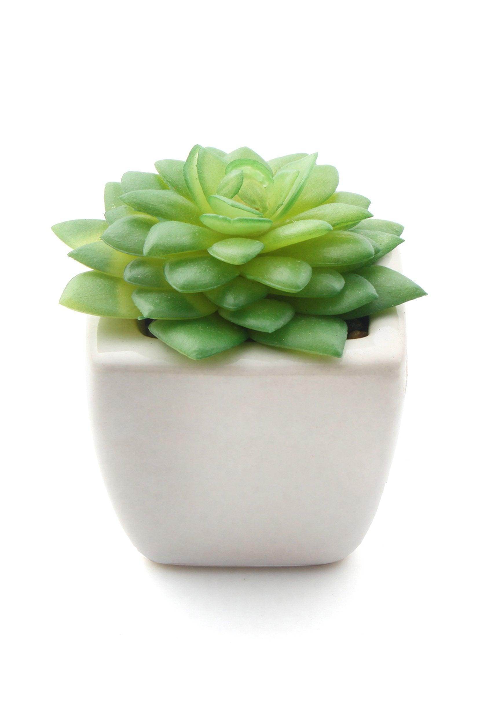Lifelike Succulent Plant Decor-6 Assortment Pack CGF0197 (Set of 1 pcs) - COCOMELODY